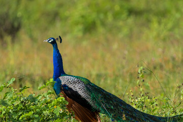 peacock with feathers