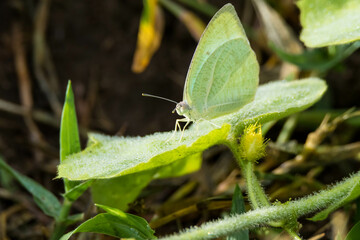 butterfly on leaf