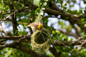 weaver bird on the nest
