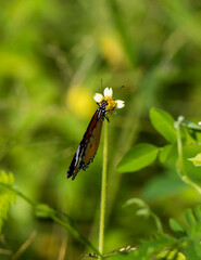 butterfly on a flower