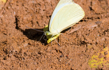 Pale yellow butterfly on the ground.