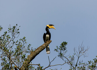 yellow billed hornbill