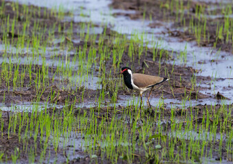 A red wattled lapwing bird looking for food
