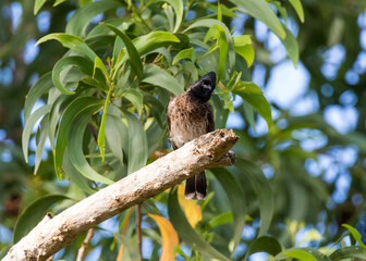 A red vented bulbul bird sitting in a branch of a tree