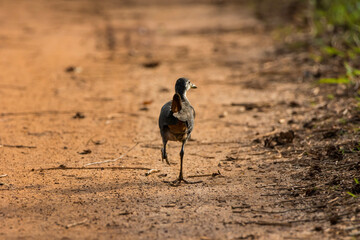 grey crowned night heron