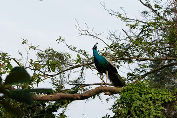 blue bird on a branch