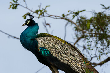 Close-up of a peacock