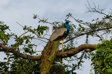 peacock on the tree