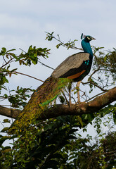 peacock on the tree