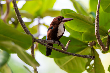 A kingfisher sitting in a branch of a tree