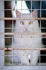 White cat in cage 