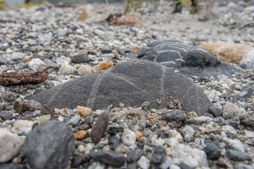 Particolare Texture di pietre del letto del torrente