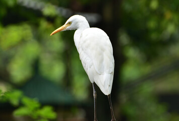 Ardea intermedia, The intermediate egret, median egret, smaller egret, or yellow billed egret is a medium sized heron. Ardea intermedia  plumifera Gould, or plumed egret is from eastern Indonesia.