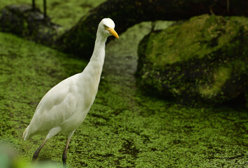 Ardea intermedia, The intermediate egret, median egret, smaller egret, or yellow billed egret is a medium sized heron. Ardea intermedia  plumifera Gould, or plumed egret is from eastern Indonesia.