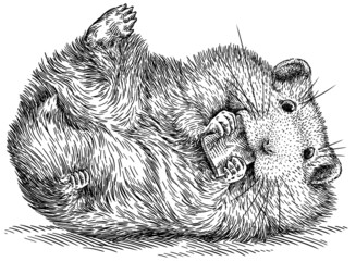 black and white engrave isolated hamster illustration