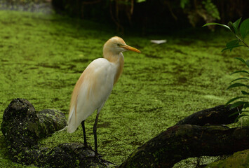 Ardea intermedia, The intermediate egret, median egret, smaller egret, or yellow billed egret is a...