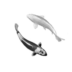 expensive koi fish black and white