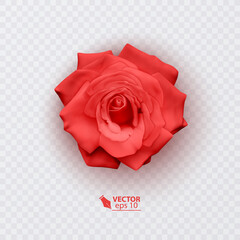 Red rose with shadow, realistic illustration on transparent background, vector format