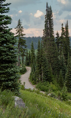 Concrete trail winds through tall alpine trees and green grasses.