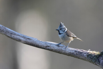 European crested tit Lophophanes cristatus in close view perched