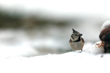 European crested tit Lophophanes cristatus in close view perched