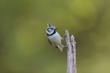 European crested tit Lophophanes cristatus in close view perched