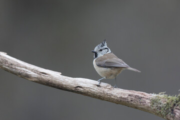 Fototapeta premium European crested tit Lophophanes cristatus in close view perched