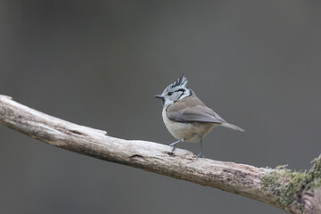 European crested tit Lophophanes cristatus in close view perched
