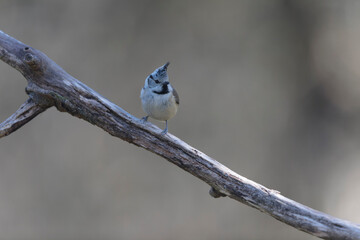 European crested tit Lophophanes cristatus in close view perched