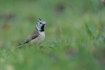 European crested tit Lophophanes cristatus in close view perched