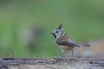 European crested tit Lophophanes cristatus in close view perched