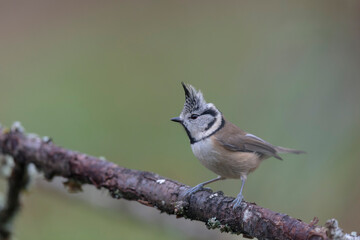 European crested tit Lophophanes cristatus in close view perched