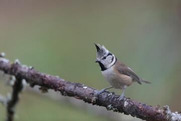 European crested tit Lophophanes cristatus in close view perched