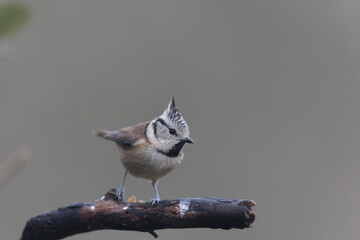 European crested tit Lophophanes cristatus in close view perched