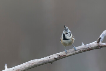 European crested tit Lophophanes cristatus in close view perched