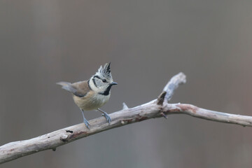European crested tit Lophophanes cristatus in close view perched