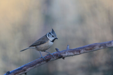 European crested tit Lophophanes cristatus in close view perched