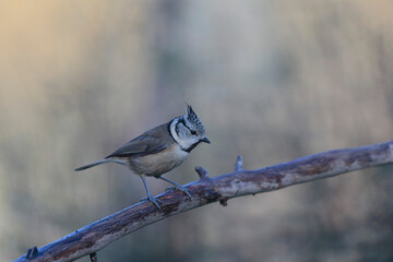European crested tit Lophophanes cristatus in close view perched