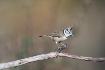 European crested tit Lophophanes cristatus in close view perched