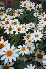 Obraz premium flowers in the garden