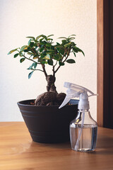 Close up view of a beautiful Bonsai Ficus Ginseng. Feng shui mini tree