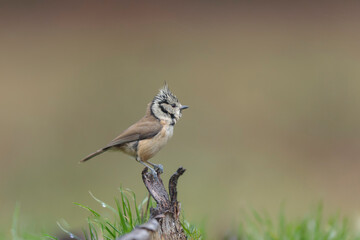 European crested tit Lophophanes cristatus in close view perched