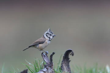 European crested tit Lophophanes cristatus in close view perched
