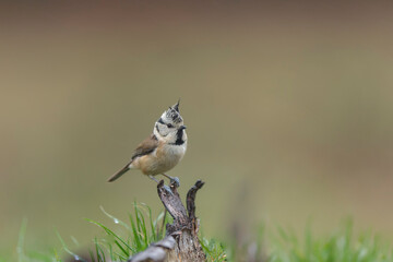 European crested tit Lophophanes cristatus in close view perched