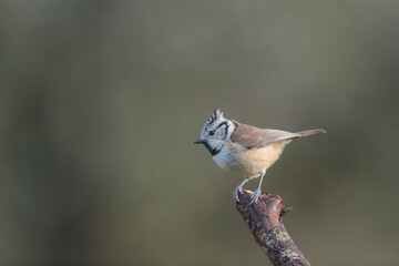 European crested tit Lophophanes cristatus in close view perched