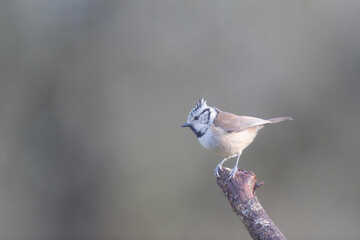 European crested tit Lophophanes cristatus in close view perched