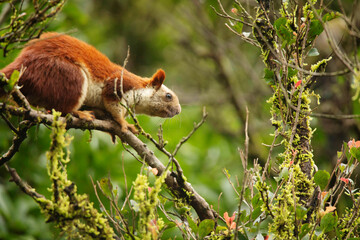 Bhimashankar Giant Squirrel, Ratufa indica bhimashankarus, Bhimashankar, Maharashtra, India