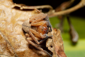 Huntsman Spider face portrart showing 8 eyes, Olios sp., Kivikha, Nagaland, India