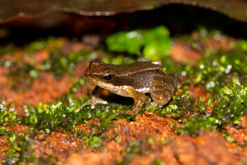 Kottigehara dancing frog, Micrixalus kottigeharensis, Agumbe Karnataka, India. Endemic to the Western Ghats in Karnataka, India.