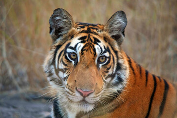 Royal Bengal Tiger face closeup shot, Panthera tigris, Panna Tiger Reserve, Madhya Pradesh, India